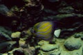 Annularis Angelfish swims on the bottom Royalty Free Stock Photo