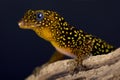 Annulated gecko Gonatodes annularis Royalty Free Stock Photo