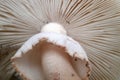 Annulus and spore gills of a Amanita rubescens