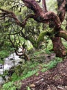 Rhodedendron forest and river valley in Annapurna