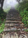 Annupurna, slate steps in rhodedendron forest high up going into clouds