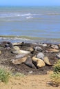 Ano Nuevo State Park with Elephant Seals on Beach, California, USA Royalty Free Stock Photo