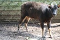 Anoa has blackish brown fur at Ragunan Zoo