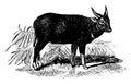 Anoa vintage illustration