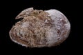 Anodonta Anatina empty shell. A clam shell living in the lakes of Central Europe