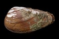 Anodonta Anatina empty shell. A clam shell living in the lakes of Central Europe