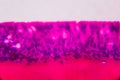Anodonta gills ciliated epithelium under the microscope - Abstract pink and purple color on white background