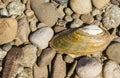 Anodonta sp. is a species of freshwater mussel, an aquatic bivalve mollusk in the family Unionidae, the river mussels