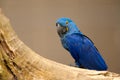 Anodorhynchus leari - Lears macaw Royalty Free Stock Photo