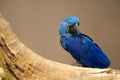 Anodorhynchus leari - Lears macaw in Brazil Royalty Free Stock Photo