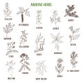 Anodyne herbs. Hand drawn set of medicinal plants Royalty Free Stock Photo