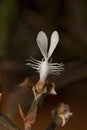 Anoectochilus roxburghii, Jinxianlian Orchid plant , Durgapur village, Nagaland