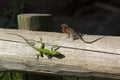 Anole Royalty Free Stock Photo