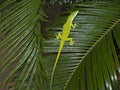 Anole Royalty Free Stock Photo