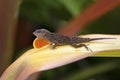 Anole Royalty Free Stock Photo