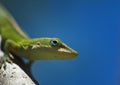Anole on a branch Royalty Free Stock Photo