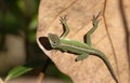 Anole catching the sun