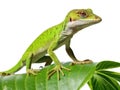 Anole lizard