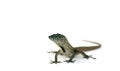 Anole lizard - Isolated - White Background Royalty Free Stock Photo