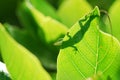 Anole lizard in Hawaii Royalty Free Stock Photo