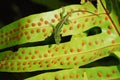 Anole lizard in Hawaii Royalty Free Stock Photo