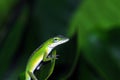 Anole lizard in Hawaii Royalty Free Stock Photo