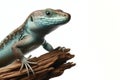 Anole lizard isolated on solid white background. ai generative