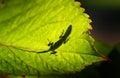 Lizard Shadow behind a Leaf Royalty Free Stock Photo