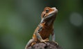 Anole lizard perched on a rock.