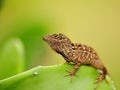 Anole lizard (polychrotidae)