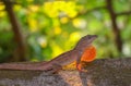 Anole Lizard in Profile with Light Shining Through Skin