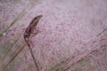 Anole among morning dew drops and flowering pink grass fronds