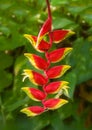 An Anole in Red Hanging Heliconia Flower in Jamacia
