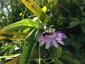 Anoles Carolinensis (Green Anole) Lizard Eating Passiflora (Passion Flower) Plant Blossom. Royalty Free Stock Photo