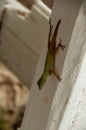 Anoles holding onto the side of a post