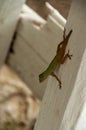 Anoles holding onto the side of a post