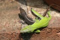 Anoles Mating