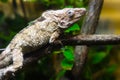 Anolis barbatus a little chameleon lizard from Cuba