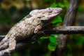 Anolis barbatus a little chameleon lizard from Cuba Caribbean
