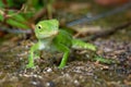 Anolis biporcatus - neotropical green anole or giant green anole, species of lizard, reptile found in forests in Mexico, Central