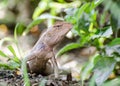 Anolis carolinensis or green anole is a tree-dwelling species of anole lizard,
