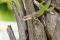 Anolis carolinensis or green anole