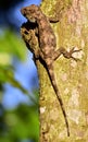 Anolis (Chamaeleolis) guamuhaya (Escambray Bearded Anole). Royalty Free Stock Photo