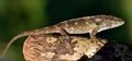 Anolis (Chamaeleolis) guamuhaya (Escambray Bearded Anole). Royalty Free Stock Photo