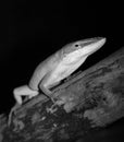 Anolis