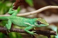 Anolis equestris lizard on a tree Royalty Free Stock Photo
