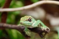Anolis equestris lizard on a tree Royalty Free Stock Photo
