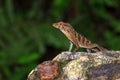 Anolis gundlachi