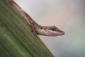 Anolis lizard held on a leaf of a tree Royalty Free Stock Photo