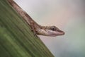 Anolis lizard held on a leaf of a tree